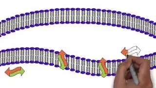 Video 1: Cell Membrane Introduction