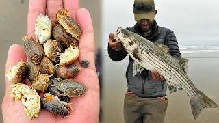 These Giant Soft Sand Crabs catch way more fish than other baits!