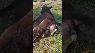 How Animals Give Birth 😳 #Pt.8 #shorts #viral