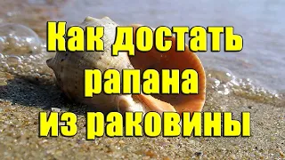 Как достать рапана из раковины. Простой способ чистки рапанов