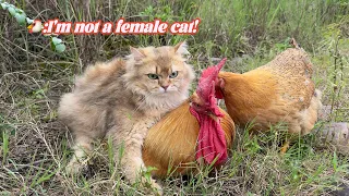 The rooster suspected that the tomcat mistook him for a she-cat😂.Cute and funny behavior of animals