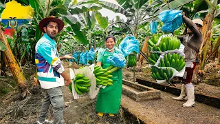 Proceso del Banano en Ecuador  🇪🇨