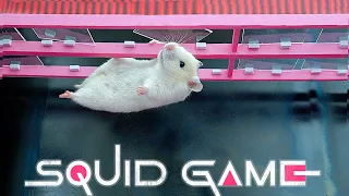 Hamster Mouse plays Squid Game and get out of the dramatic Squid Game’s maze | Hamster Life