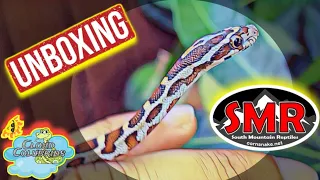 Unboxing my Surprise Snake from South Mountain Reptiles. My snake collection 2023