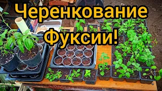 Фуксия. Размножение черенкованием.