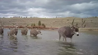 Stunning deer migration past Grand Teton National Park!