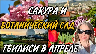 Дни САКУРЫ в Ботаническом Саду ТБИЛИСИ, тюльпаны, сирень и лягушки. Ботаническая и Самгебро улицы