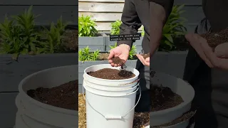 How to Grow Carrots in Pots 🥕