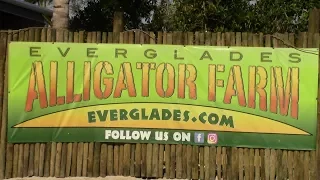 Alligator Farm! Last Video From Florida