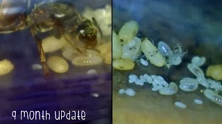 LIFE & DEATH IN AN ANT NEST | 9 Month Update