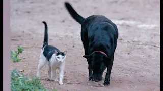 Dog think it's a cat - ElephantNews