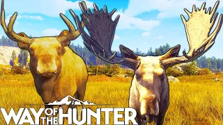 One to Five star Moose (in order) | Way of the Hunter