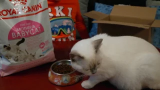 распаковка посылки корма для кошек Royal Canin Mother & Babycat