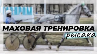 Маховая Тренировка Рысака