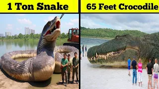 Biggest Animals Ever Lived On Earth | Haider Tv