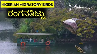 WILDLIFE BIRDS - MIGRATORY BIRD in RANGANATHITU - BIRDING NEAR BENGALURU - RANGATHITU BIRD SANCTUARY