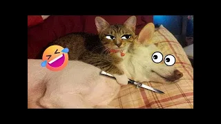 Try Not To Laugh Dogs And Cats 😁 - Best Funniest Animal Videos