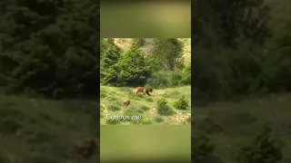 Кангалы напали на медведя и не пустили его к коровам.