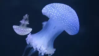 Jellyfish Research