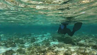 Cocos Keeling Island Sea Scooters Snorkel