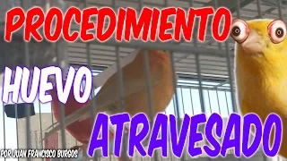 PROCEDIMIENTO HUEVO ATRAVESADO