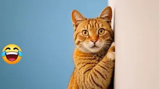 😻😹 Funniest Cats and Dogs Videos 😹🐱 Funny Animal Videos 2024 #17