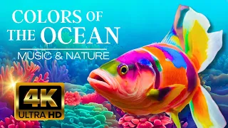 🐟🦀Aquarium 4K VIDEO ULTRA HD - Sea Animals With Relaxing Music -  Colorful Sea Life Video