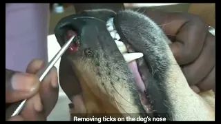 Removing Ticks on a Dog nose | The homeless dog was attacked by lots of ticks @tickbite6663