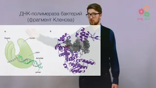 Поддержание и копирование генома. Репликация ДНК