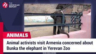 Animal activists visit Armenia concerned about Bunka the elephant in Yerevan Zoo