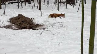 Ли Сяо / Alice the Fox Лиса Алиса (Лиса тайком роет нору под кухней)