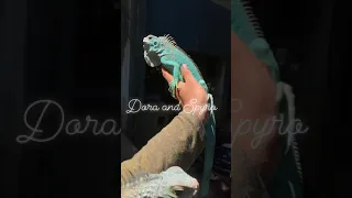 My beautiful blue iguanas ❤️‍🔥