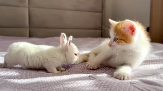 Tiny Kittens Meet Baby Bunnies [Cuteness Overload]