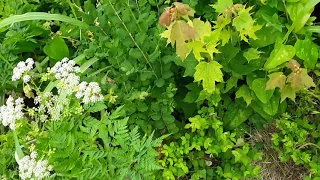 Elderberry vs Poison Hemlock- Identification