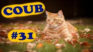 COUB COMPILATION #31 | [18+] | ноябрь 2019 (11 минут)