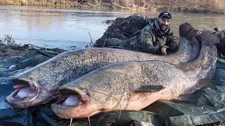 Two Big Catfish caught in a swollen river - HD by Catfishing World