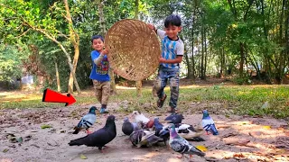 Little Boys Looking Pigeons For Catching | Easy Pigeon Trap Technique