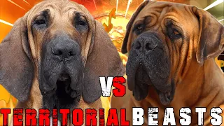 Fila Brasileiro vs Boerboel | Boerboel vs Fila Brasileiro | Billa Boyka |