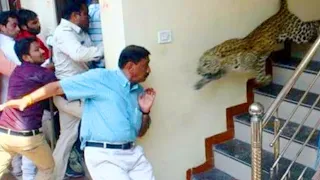 Top 15 Insane Animal Encounters (Near Death Animal Encounters)