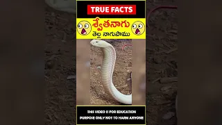 White cobra facts #factsintelugu swetha naagu 😱శ్వేతనాగు😱 #amazingfacts #truefacts #shorts