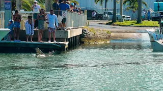 I Told You it Would Happen ! Fred the Croc Terrorizes the Boat Ramp ! (Black Point Marina)