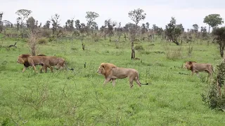 Kruger National Park's Most Handsome Lion Coalition