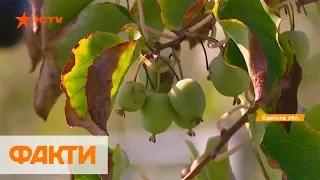 300 грн за кг: в Одессе выращивают лучшие в Европе бейби-киви
