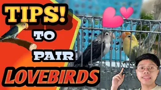 PAANO MAGPARES NG LOVEBIRDS | TIPS TO PAIR LOVEBIRDS | Dexter's lovebirds- VLOG 56