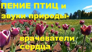 ПЕНИЕ ПТИЦ  И ЗВУКИ ПРИРОДЫ ЭТО АНТИДЕПРЕССАНТ И ЗДОРОВАЯ НЕРВНАЯ СИСТЕМА