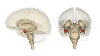Communication Between the Amygdala and the Frontal Lobe
