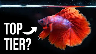 Top 10 BEST Aquarium Fish for Kids