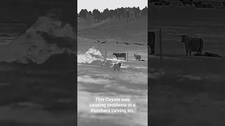 Thermal Hunting a Coyote that was causing Problems for a Rancher. #shorts #coyote #iray #thermal