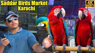 Saddar Exotic Birds Market Karachi 2024 | Unique and Rare Parrots | أجمل الببغاوات في باكستان