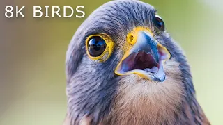 8K VIDEO ULTRA HD BIRDS COLLECTION  (Most Beautiful Birds on Earth)